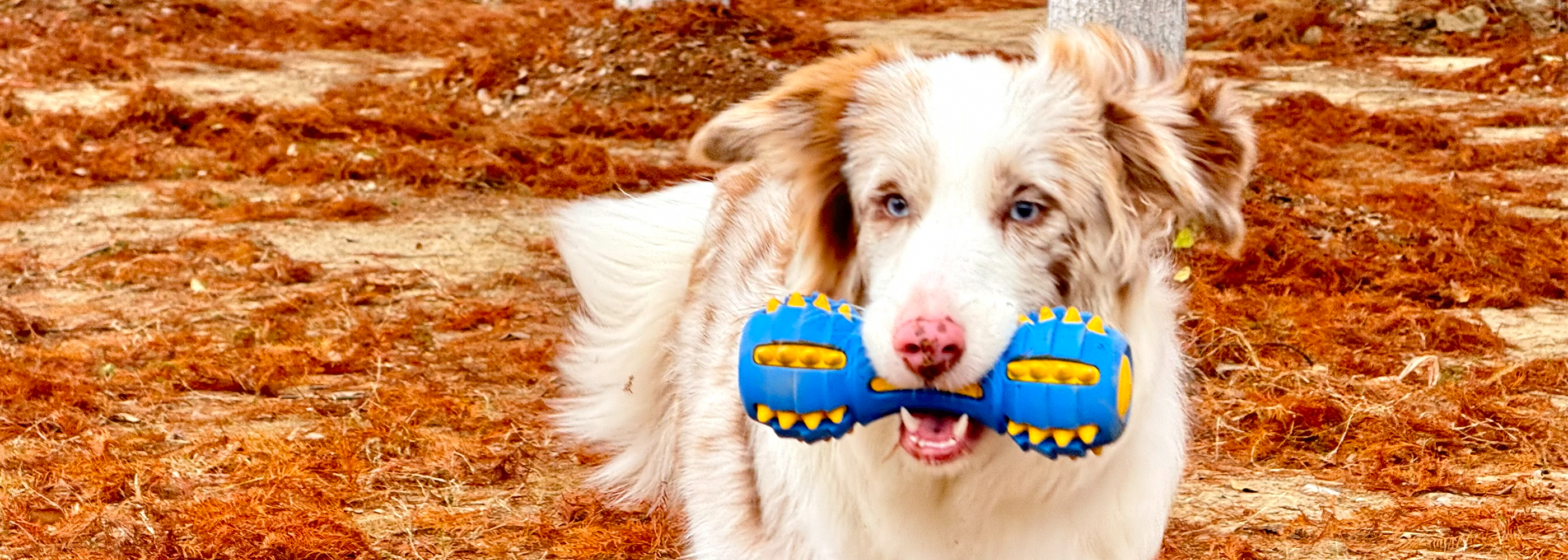 GnawBell - Dog Squeaky Toy
