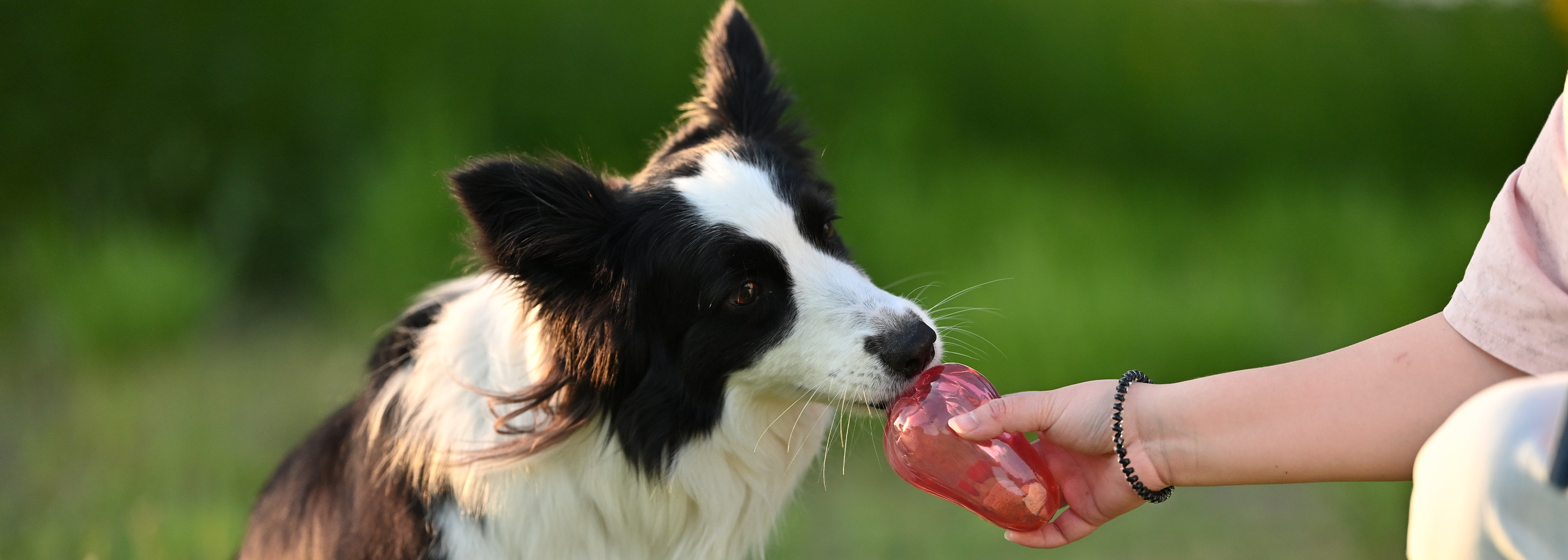 NibbleFru - Treat Dispensing Toy